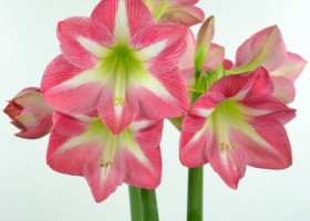 hippeastrum Exposure (1)